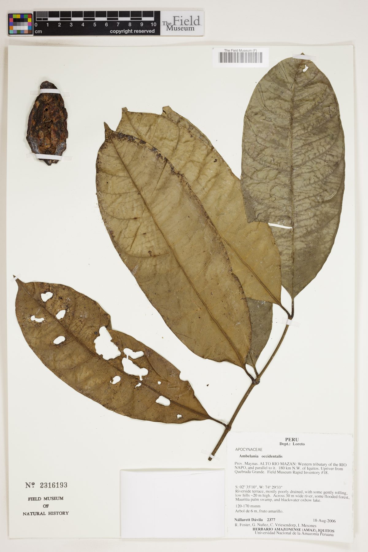 Ambelania occidentalis