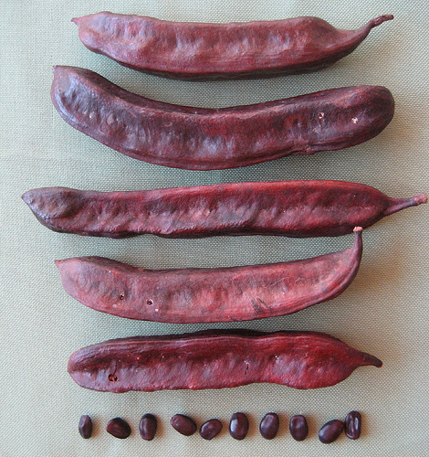 Amblygonocarpus andongensis (Scotsman's rattle) — photo