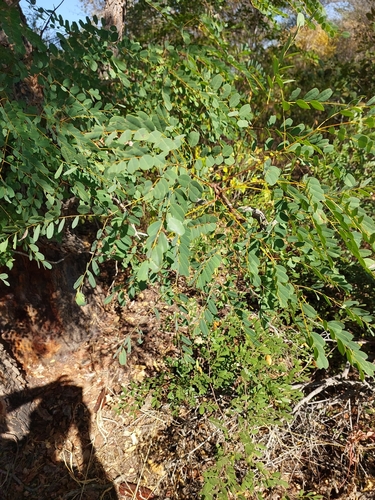 Amblygonocarpus andongensis (Scotsman's rattle) — photo