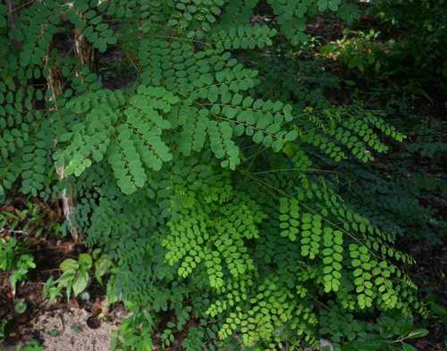 Amblygonocarpus andongensis