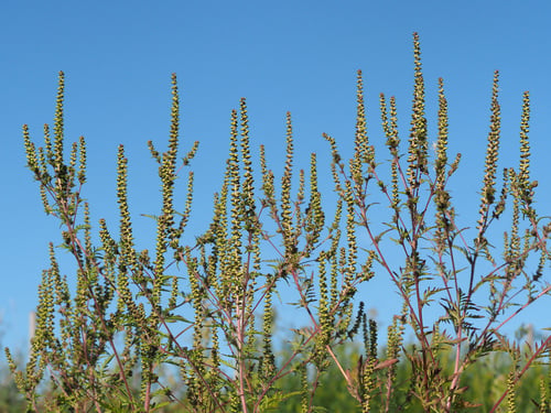 Ambrosia artemisiifolia (Ragweed) — photo
