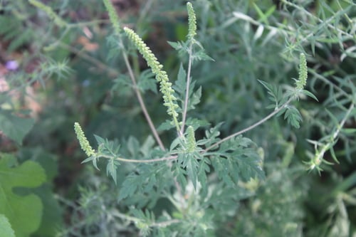 Ambrosia artemisiifolia (Ragweed) — photo