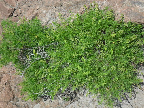 Ambrosia artemisioides (Cadillo) — photo