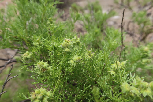 Ambrosia artemisioides