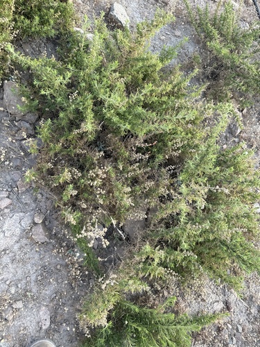 Ambrosia artemisioides (Cadillo) — photo