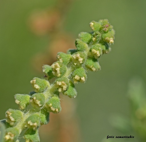 Ambrosia maritima (Sea ambrosia) — photo