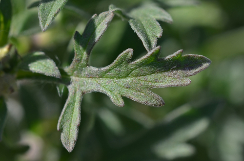 Ambrosia maritima (Sea ambrosia) — photo