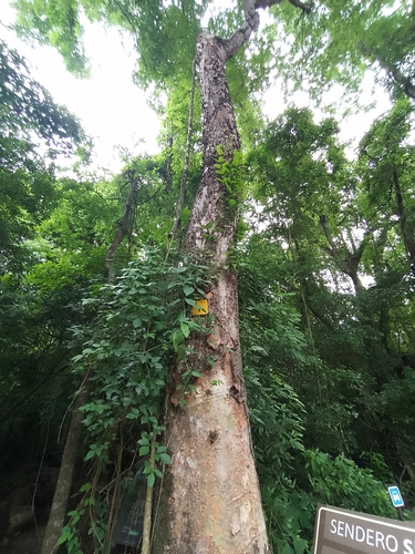 Amburana cearensis (Amburana) — photo
