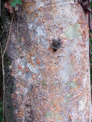 Amburana cearensis