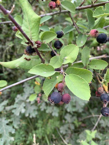 Amelanchier alnifolia (Saskatoon berry) — photo