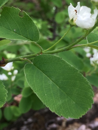 Amelanchier alnifolia (Saskatoon berry) — photo