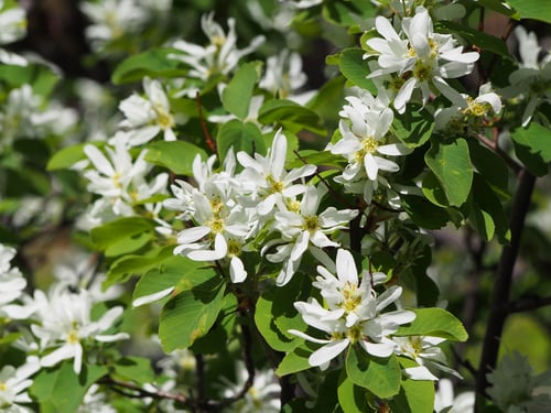 Amelanchier alnifolia