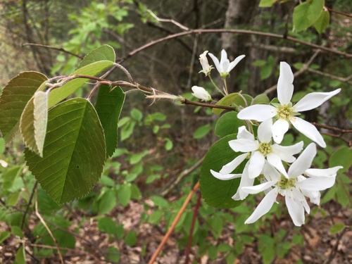 Amelanchier amabilis (Round leaved serviceberry) — photo