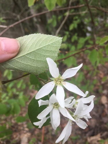 Amelanchier amabilis (Round leaved serviceberry) — photo