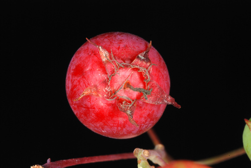 Amelanchier arborea