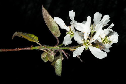 Amelanchier arborea (Downy serviceberry) — photo