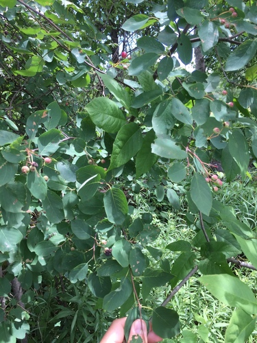 Amelanchier arborea subsp. laevis (Juneberry) — photo