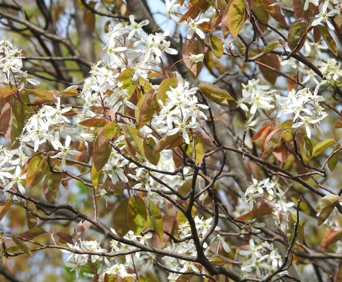 Amelanchier arborea subsp. laevis (Juneberry) — photo
