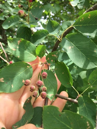 Amelanchier arborea subsp. laevis