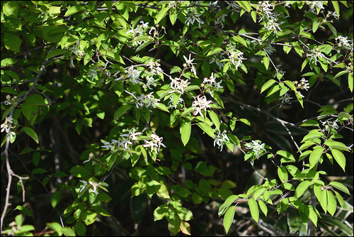 Amelanchier asiatica (Korean juneberry) — photo