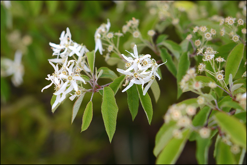 Amelanchier asiatica