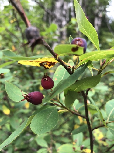 Amelanchier bartramiana (Mountain serviceberry) — photo