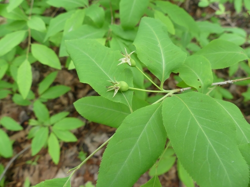 Amelanchier bartramiana (Mountain serviceberry) — photo