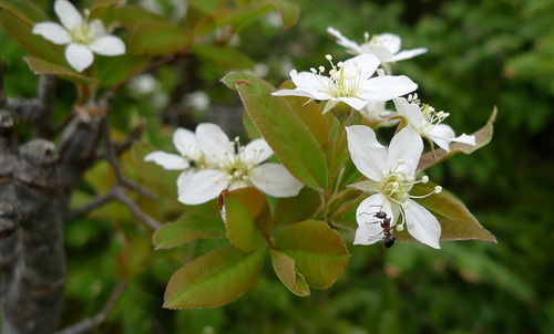 Amelanchier bartramiana