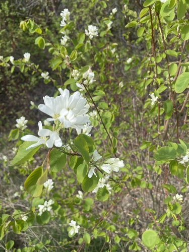 Amelanchier basalticola (Dwarf Service-berry;) — photo