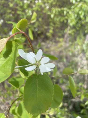 Amelanchier basalticola (Dwarf Service-berry;) — photo