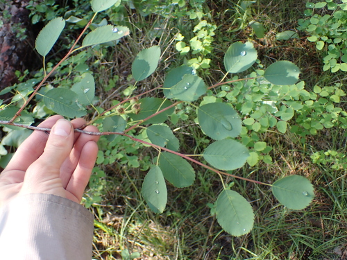 Amelanchier basalticola