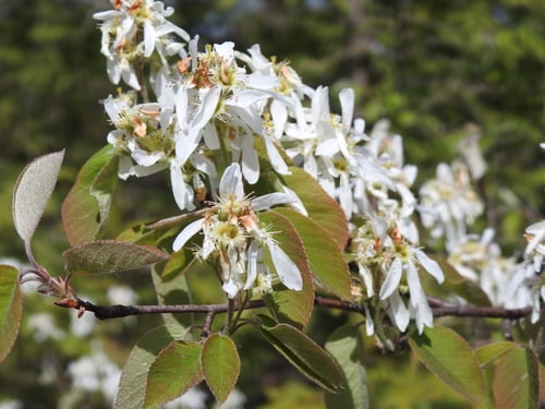 Amelanchier canadensis