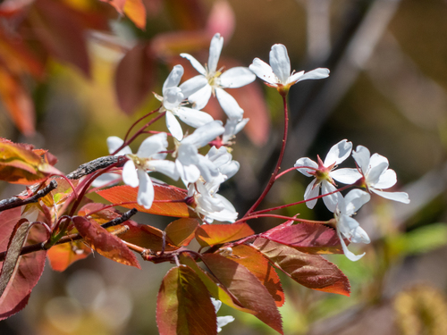 Amelanchier canadensis (Downy shadblow) — photo