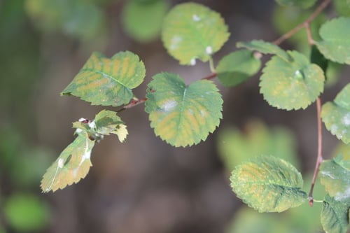 Amelanchier cusickii (Cusick's serviceberry) — photo