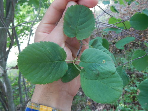 Amelanchier humilis