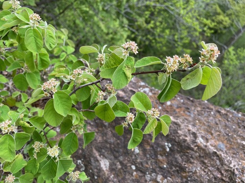 Amelanchier humilis (Low Service-berry) — photo