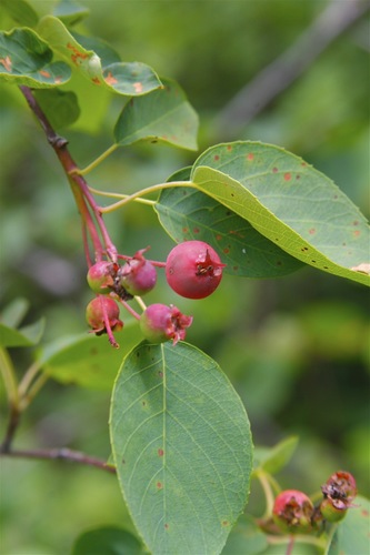 Amelanchier interior (Inland Service-berry) — photo