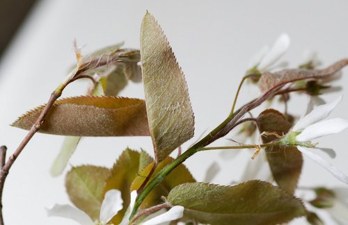 Amelanchier intermedia (June berry) — photo