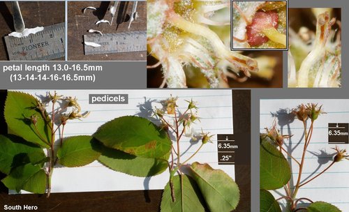 Amelanchier intermedia (June berry) — photo