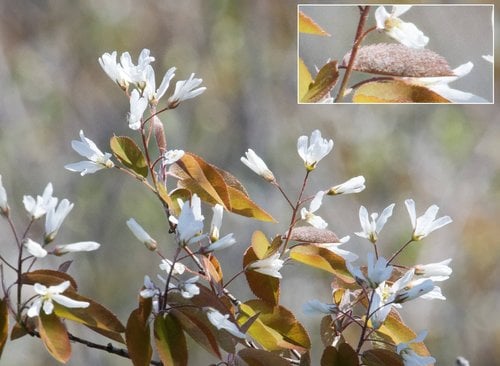 Amelanchier intermedia