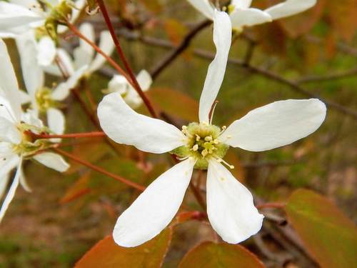 Amelanchier laevis (Apple serviceberry) — photo