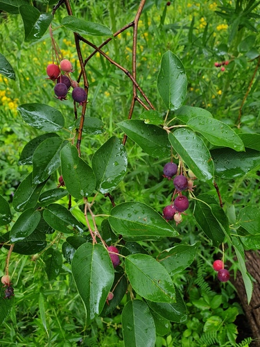 Amelanchier laevis (Apple serviceberry) — photo