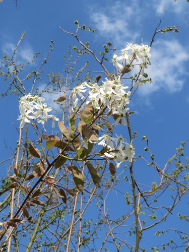 Amelanchier lamarckii (Apple serviceberry) — photo