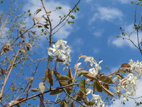 Amelanchier lamarckii (Apple serviceberry) — photo