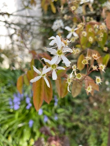 Amelanchier lamarckii