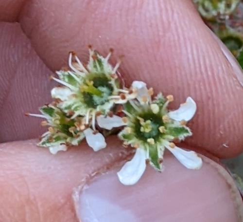 Amelanchier oblongifolia (Swamp sugar pear) — photo