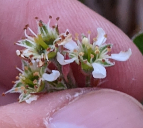 Amelanchier oblongifolia (Swamp sugar pear) — photo