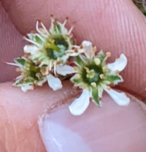 Amelanchier oblongifolia