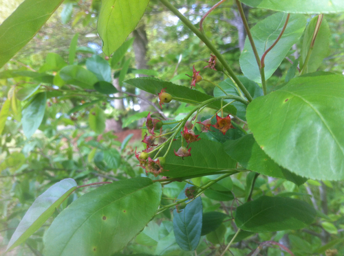 Amelanchier obovalis (Southern juneberry) — photo