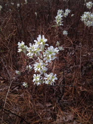 Amelanchier obovalis